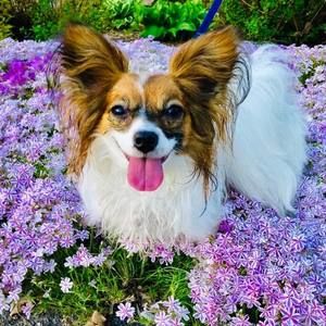 Meet your Posher, Willow